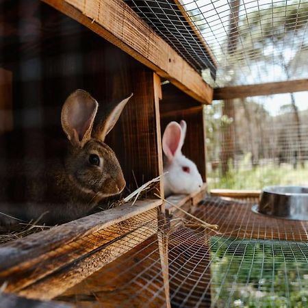 Casa Rural En El Campo Las Dalias トルデラ エクステリア 写真