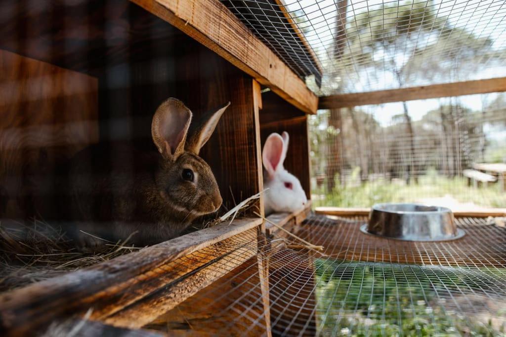 Casa Rural En El Campo Las Dalias トルデラ エクステリア 写真